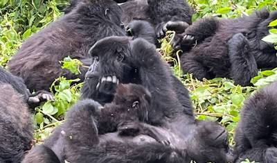 Trekking de Gorilas e Chimpanzés de 6 Dias em Ruanda — 3