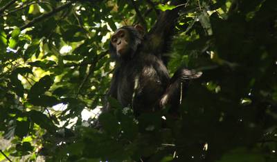 Trekking de Gorilas e Chimpanzés de 6 Dias em Ruanda — 5