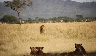 Safari de 5 Dias: Abundância de Vida Selvagem na Tanzânia — 2