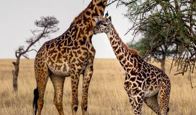 Safari de 5 Dias: Abundância de Vida Selvagem na Tanzânia — 5