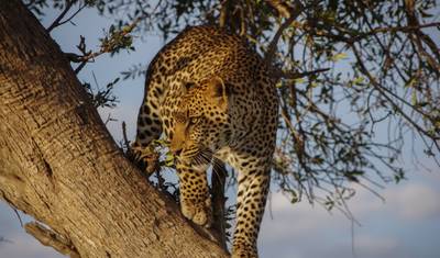 Safari de 5 Dias: Abundância de Vida Selvagem na Tanzânia — 4