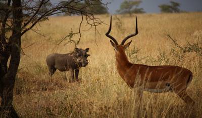 Safari de 5 Dias: Abundância de Vida Selvagem na Tanzânia — 3