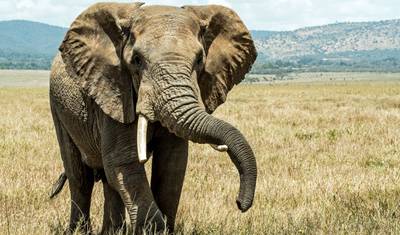 3 Day Top Notch Tanzania Safari — 5