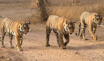 デリー発 ランタンボール野生動物サファリツアー（サファリライド＆全食事付き） — 4