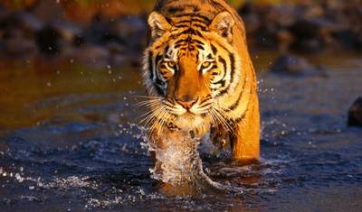 Safári na Selva de Chitwan — 4