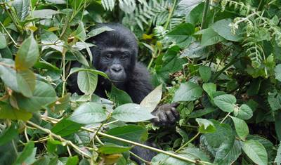 Safári de Vida Selvagem de 10 Dias no Oeste de Uganda — 3