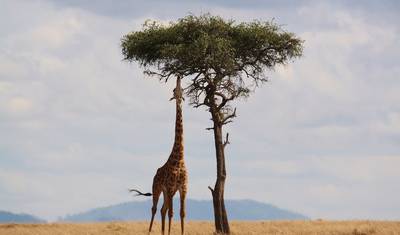 Safári de Vida Selvagem de 10 Dias no Oeste de Uganda — 2