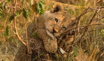 ニャングウェ国立公園とアカゲラ国立公園 3日間周遊 — 5