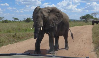 Safari Big Five e Férias na Praia — 3
