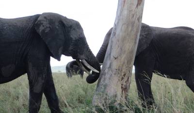 Grande Safari em Selous e Mikumi — 3