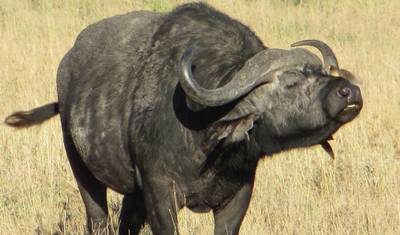Grande Safari em Selous e Mikumi — 2