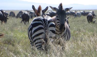 Grande Safari em Selous e Mikumi — 4