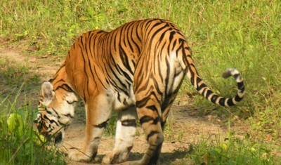 De Delhi: Tour Privado ao Taj Mahal e Safari de Vida Selvagem em Ranthambore com Passeios de Safari — 3