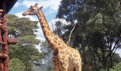 Passeio de um dia: David Sheldrick e Centro de Girafas — 5
