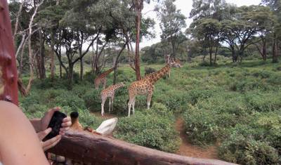 Passeio de um dia: David Sheldrick e Centro de Girafas — 2