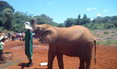 Passeio de um dia: David Sheldrick e Centro de Girafas — 3