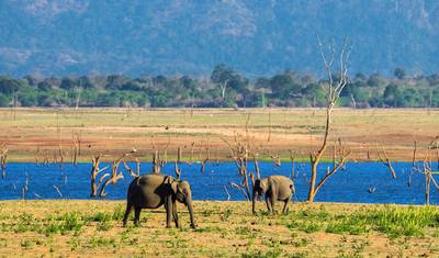 Sri Lanka Adventure for Teenagers - 9 days — 5