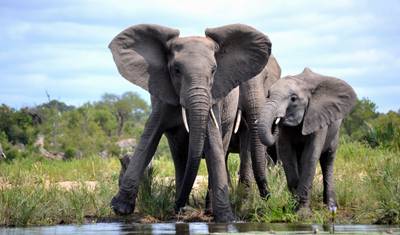 Ultimate Kruger Park Big 5 Safari — 3