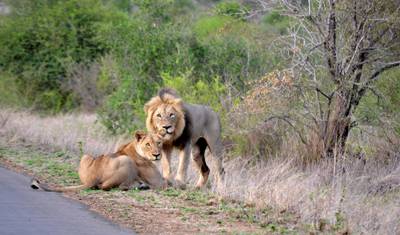 Ultimate Kruger Park Big 5 Safari — 2