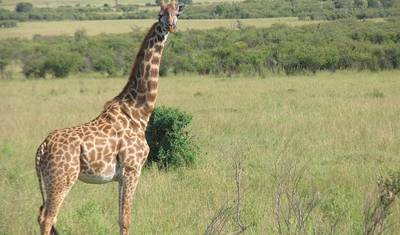 Odkryj luksusowe safari Big 5 w Tanzanii - 10 dni — 5