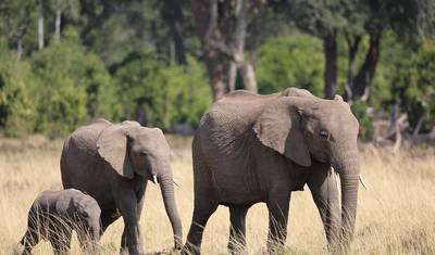 Odkryj luksusowe safari Big 5 w Tanzanii - 10 dni — 4