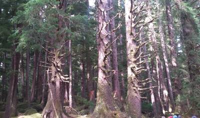 8 Dias em Haida Gwaii com Aéreo — 5