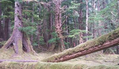 8 Dias em Haida Gwaii com Aéreo — 4