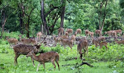 Pacote de Safari na Selva de Bardia – 4 Dias — 4