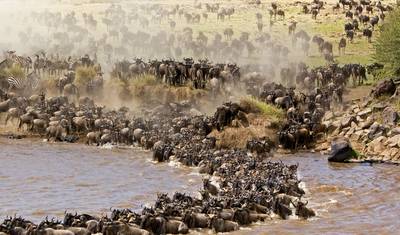 7 dni 6 nocy budżetowe safari grupowe do Maasai Mara, jeziora Nakuru, Naivasha i parków Amboseli — 4