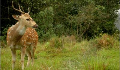 バルディア国立公園ジャングルサファリツアー - 3泊4日 — 3
