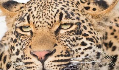 Excursão ao Berço da Humanidade, Sun City e Reserva de Caça Pilanesberg — 3