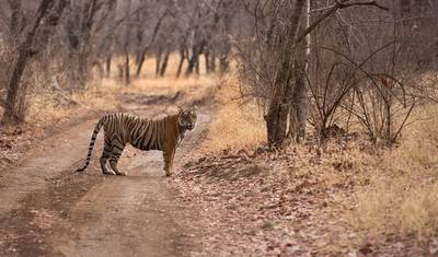 De Jaipur: Tour Privado de Safari de Vida Selvagem em Ranthambore com Passeios de Safari — 4