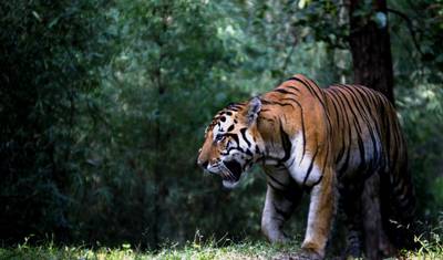 De Jaipur: Tour Privado de Safari de Vida Selvagem em Ranthambore com Passeios de Safari — 5