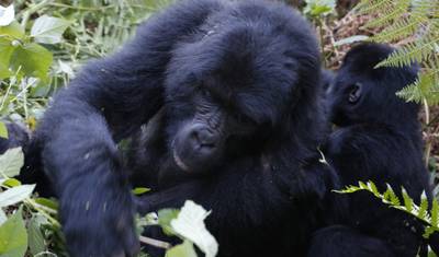 Expedição de 15 dias: Gorilas e Rwenzori em Uganda — 4