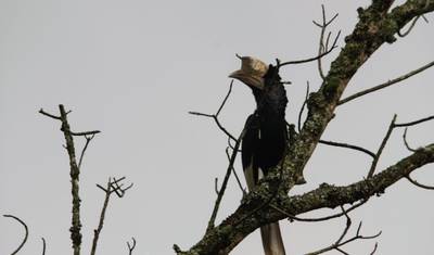 Expedição de 15 dias: Gorilas e Rwenzori em Uganda — 5