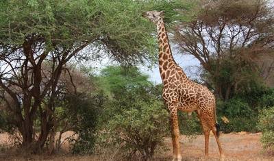 Safari de Luxo em Amboseli – 3 Dias — 3
