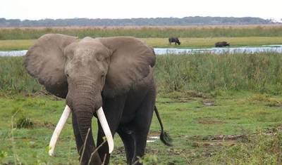 Safari de Luxo em Amboseli – 3 Dias — 2