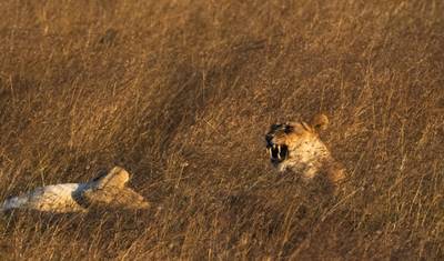 7 Dni Luksusowego Safari: Masai Mara, Jezioro Nakuru i Amboseli — 3
