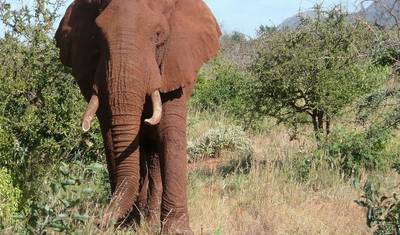 رحلة سفاري الفيلة الحمراء الفاخرة لمدة أربعة أيام - Tsavo West و Amboseli — 5