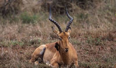 Safari de 4 Dias no Kruger com Orçamento Limitado — 5