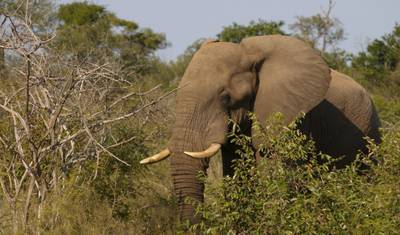 Safari de 4 Dias no Kruger com Orçamento Limitado — 3