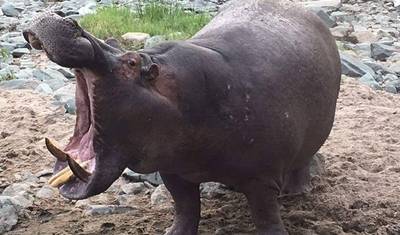 12 Dias de Migração dos Gnus (Travessia do Rio Mara) Do Mato à Praia — 3