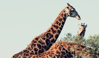 Soweto to Pretoria & Pilanesberg Big 5 Game Drive — 3