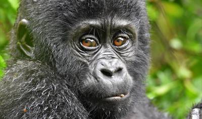 3 Dias de Trekking de Gorilas da Montanha em Bwindi, Uganda — 3