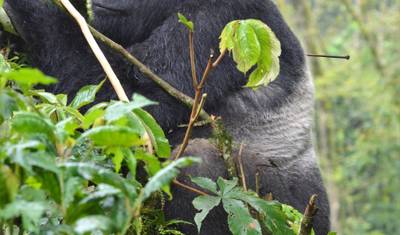 3 Dias de Trekking de Gorilas da Montanha em Bwindi, Uganda — 4