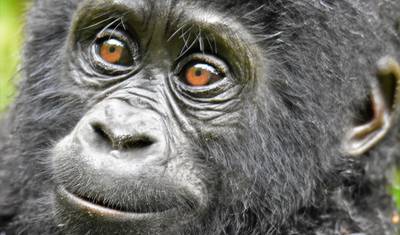 3 Dias de Trekking de Gorilas da Montanha em Bwindi, Uganda — 2