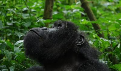 3 Dias de Trekking de Gorilas em Uganda partindo de Kigali — 4