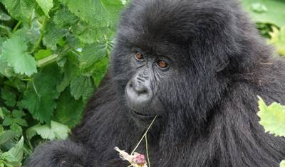 3 Dias de Trekking de Gorilas em Uganda partindo de Kigali — 2