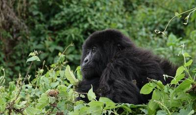 3 Dias de Trekking de Gorilas em Uganda partindo de Kigali — 5