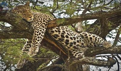 9 dias de Safari combinado no Quênia e Tanzânia — 4